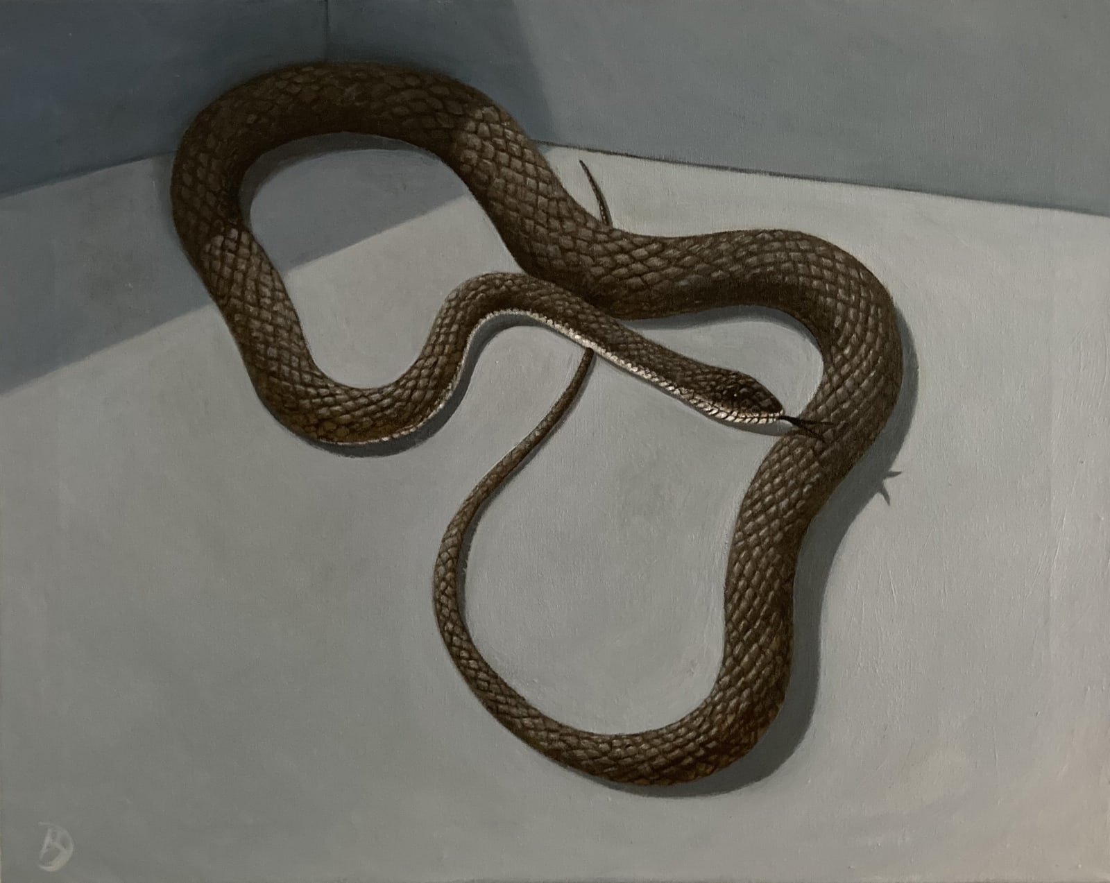Garandiya (the rat snake), 2025