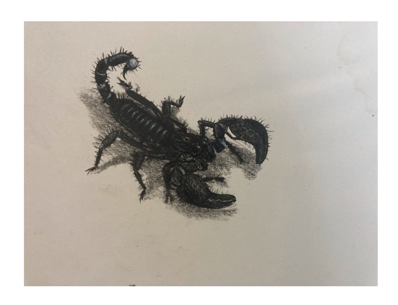 ‘Gonussa’(study of a scorpion), 2020