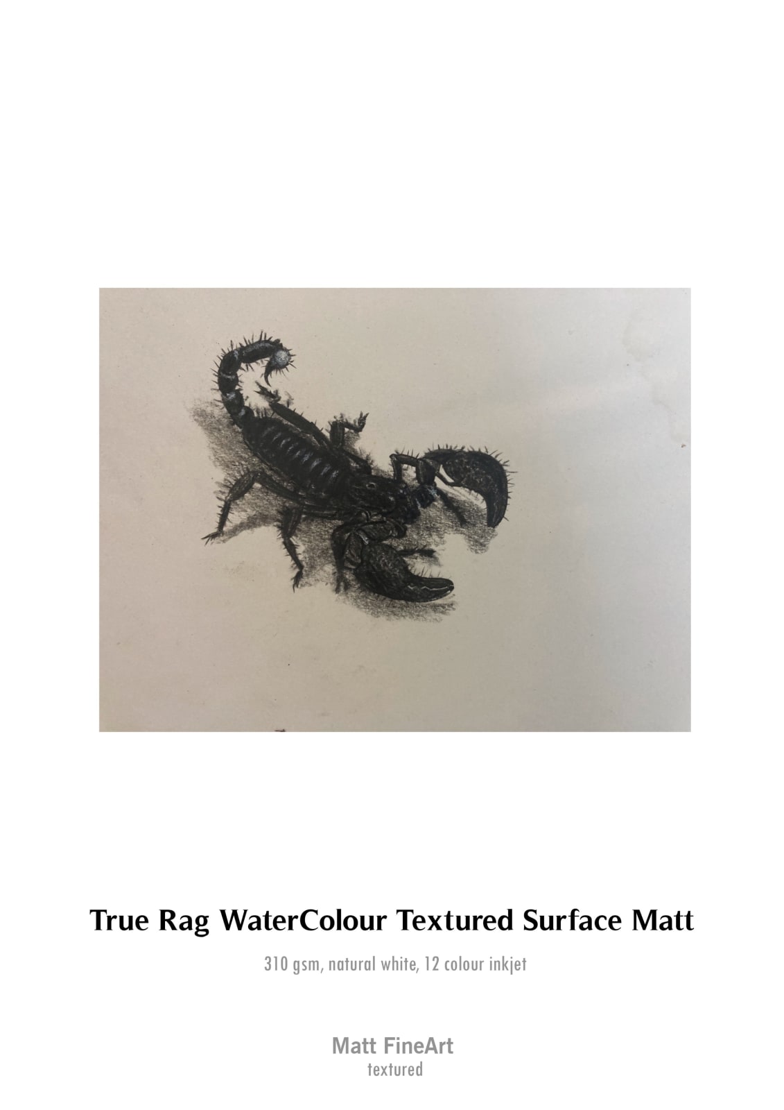 ‘Gonussa’(study of a scorpion), 2020