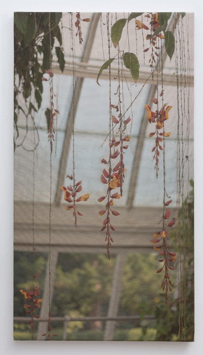 Mysore Clockvine dangling in the greenhouse