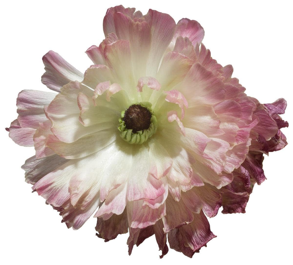 a Pink Ranunculus