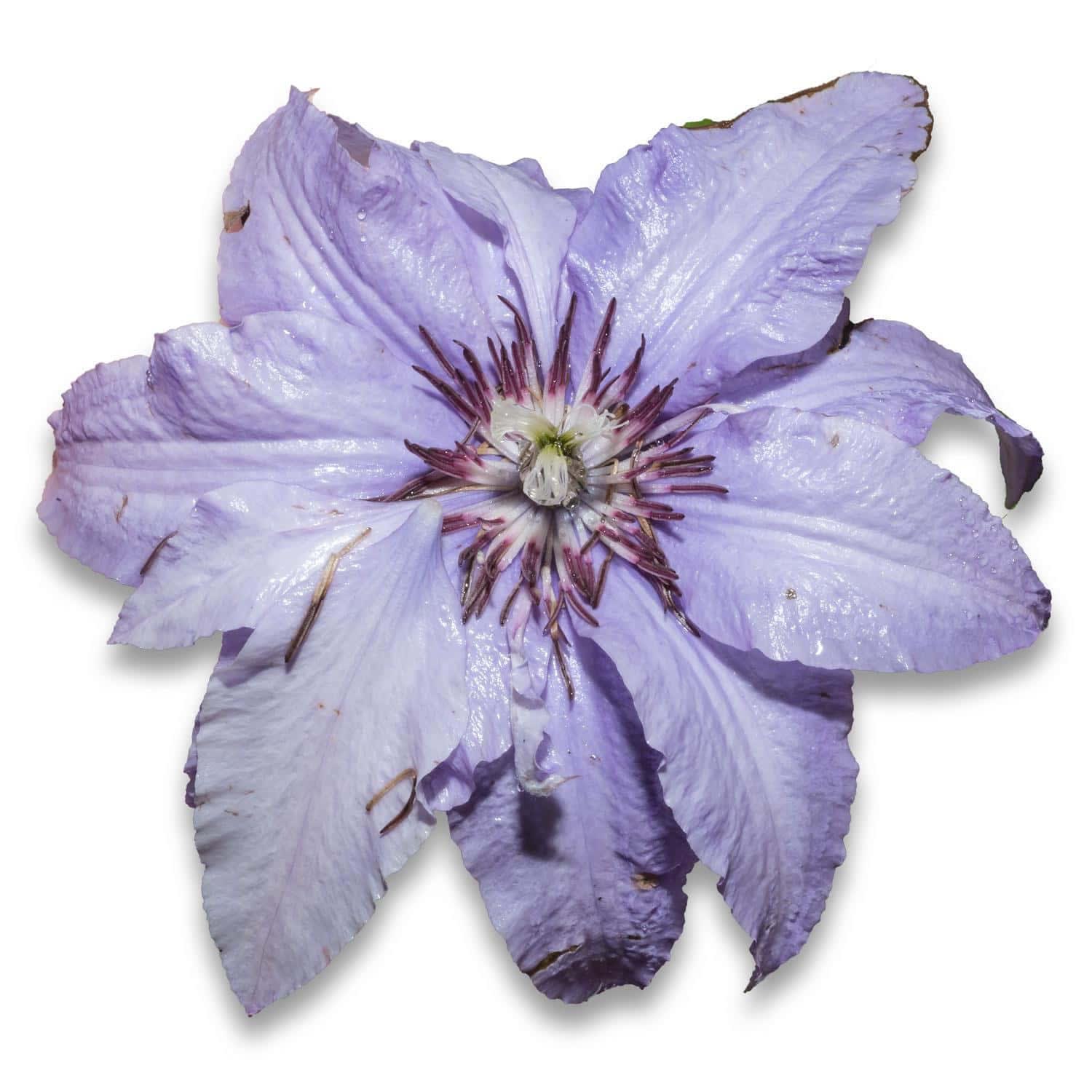 a Purple Clematis