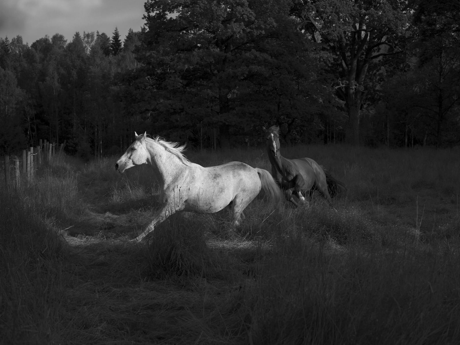 Anja Niemi, Meadow at dusk, 2021