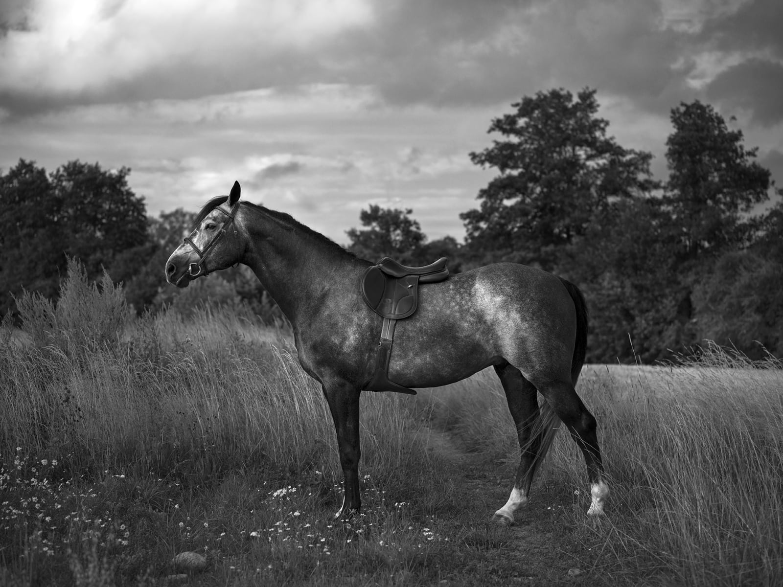 Anja Niemi, Stallion With Missing Tack, 2021