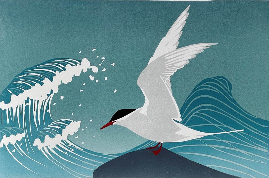 Caroline Convey, Arctic Tern, 2024