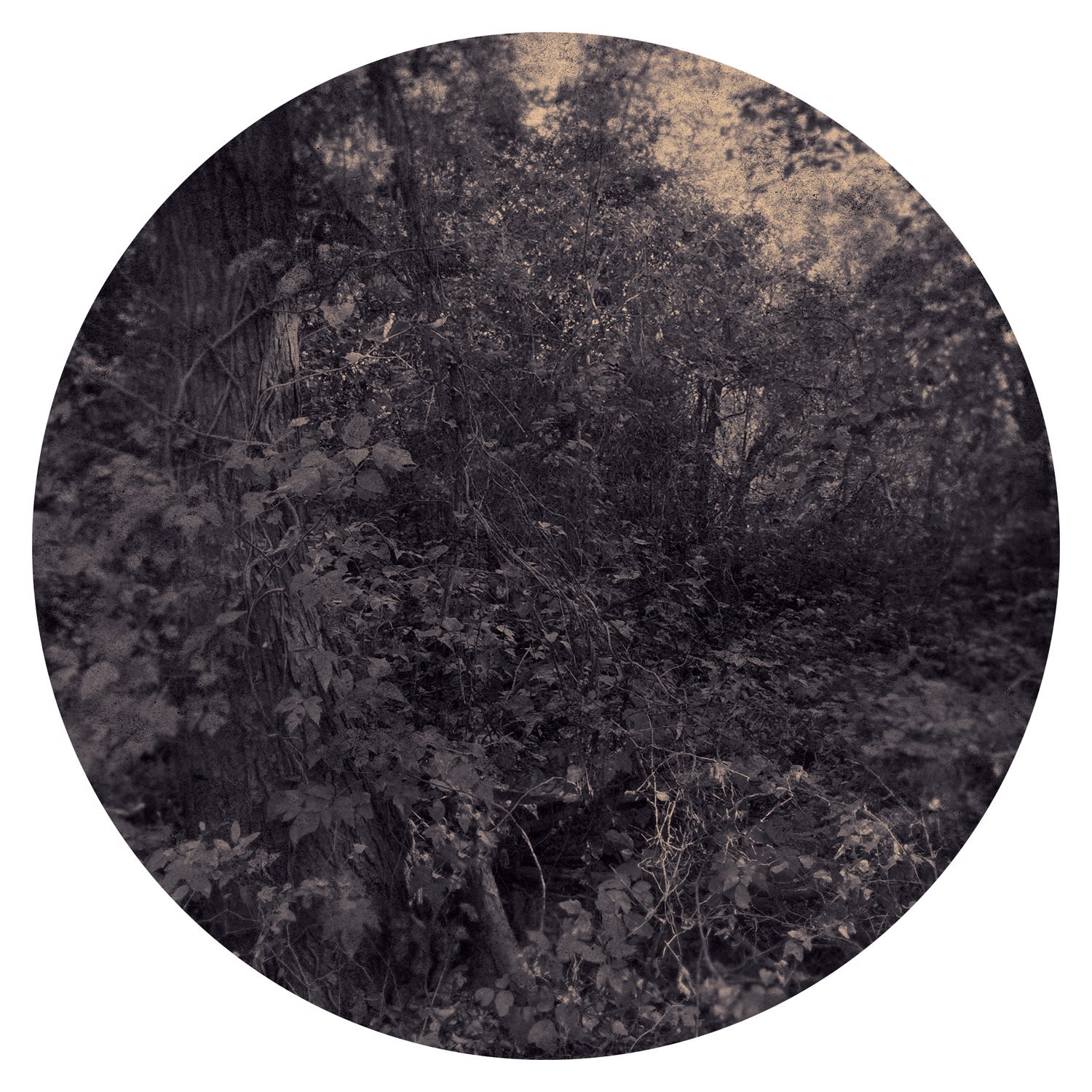 Ted Kincaid, Trinity 1106, 2015