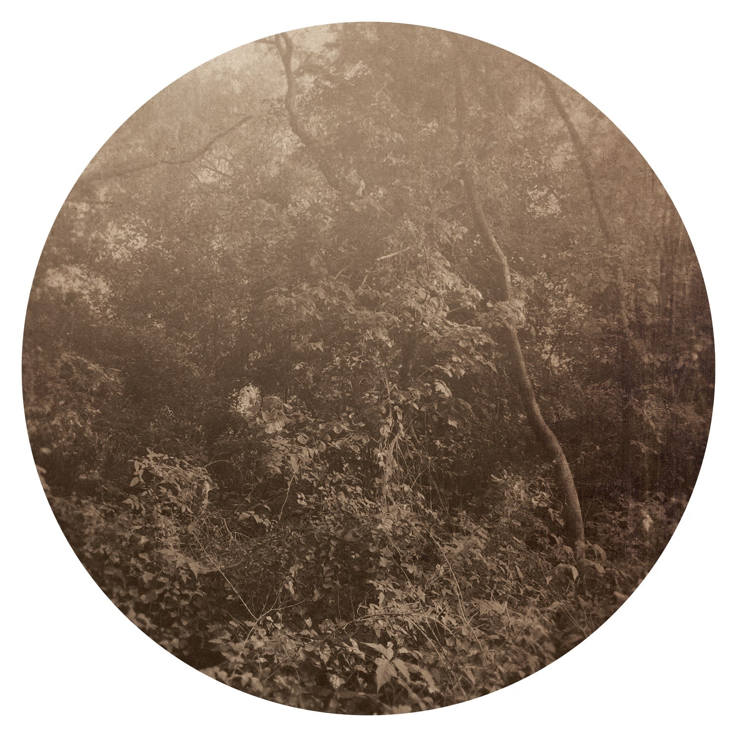 Ted Kincaid, Trinity 1118, 2015