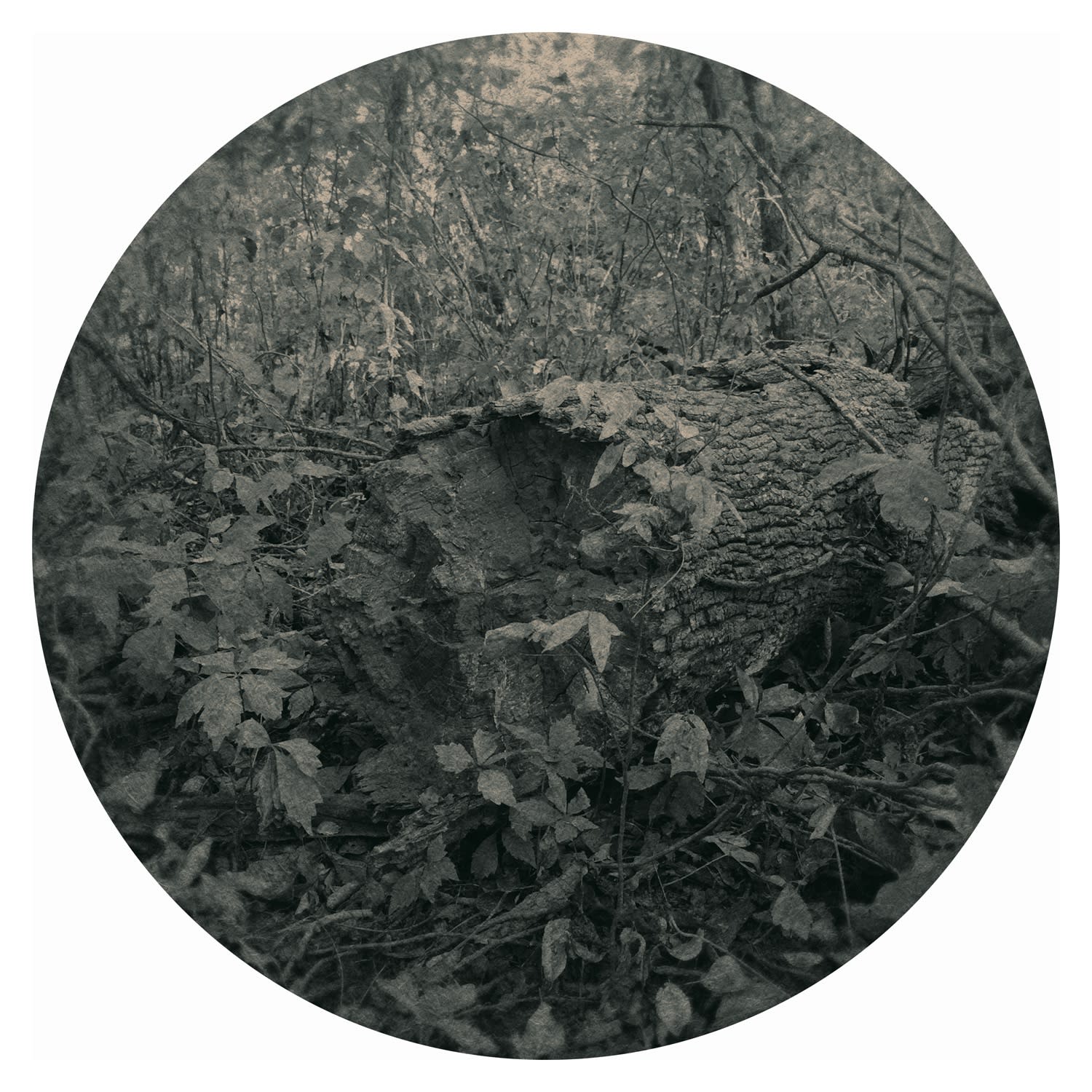 Ted Kincaid, Trinity 1111, 2015
