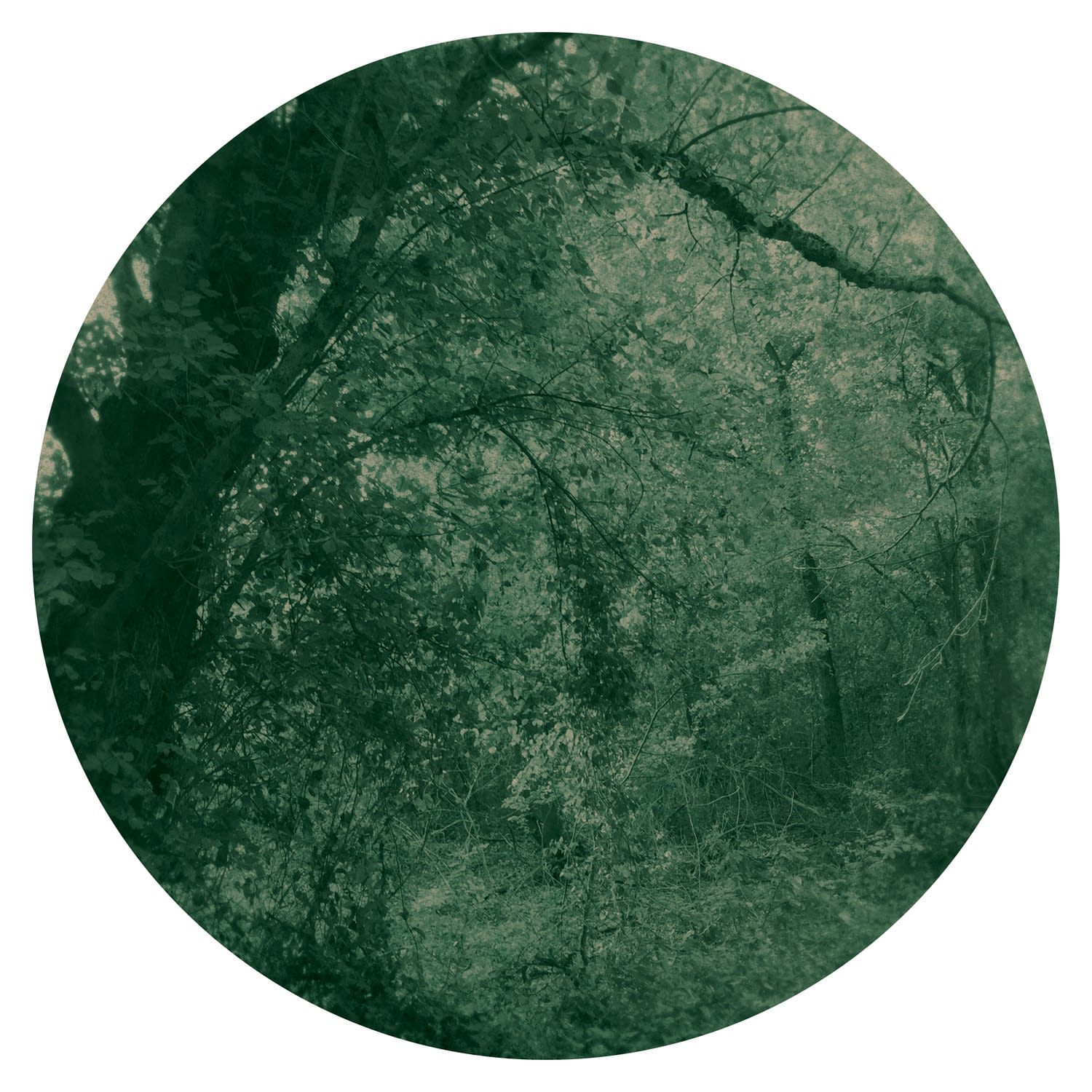 Ted Kincaid, Trinity 1117, 2015
