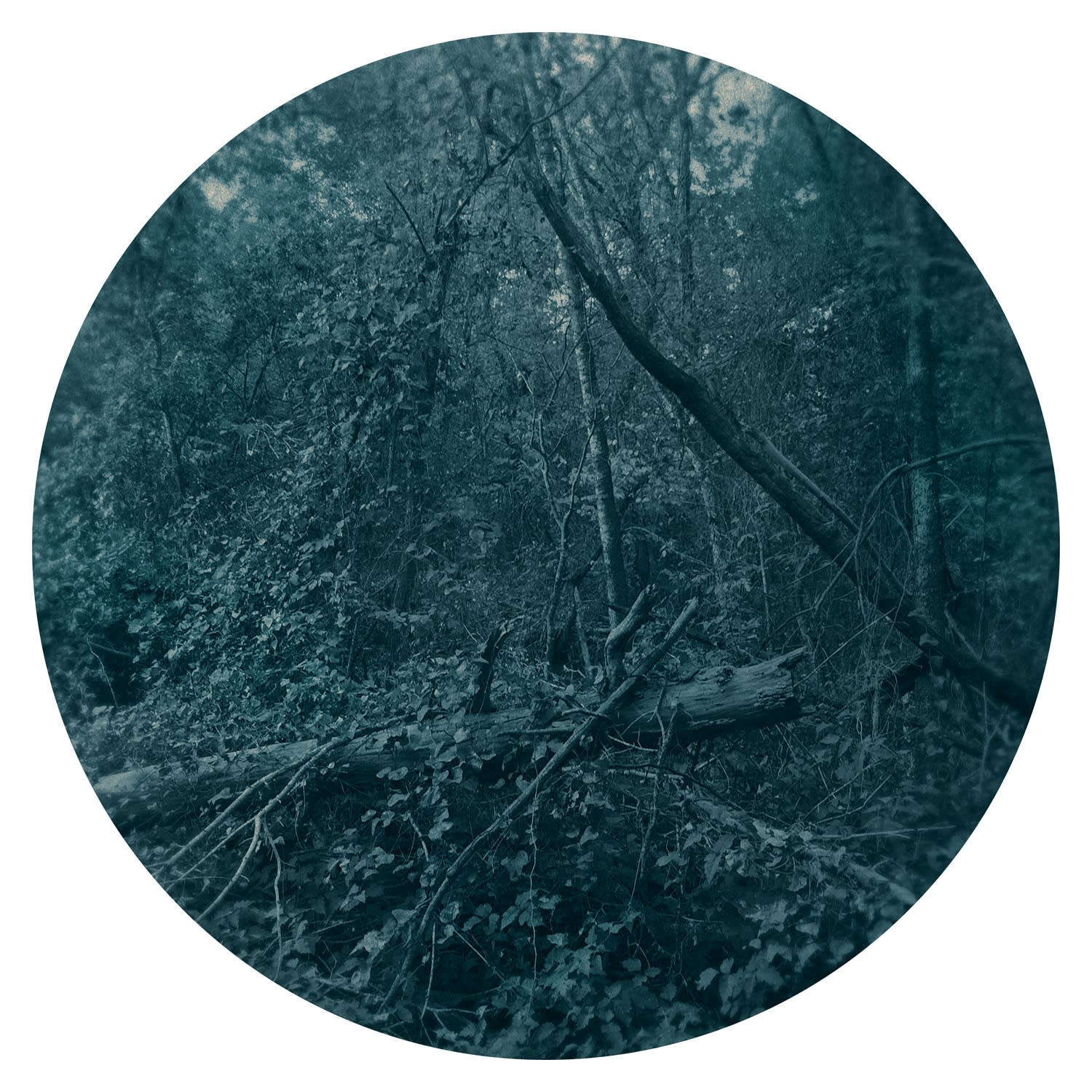 Ted Kincaid, Trinity 1102, 2015