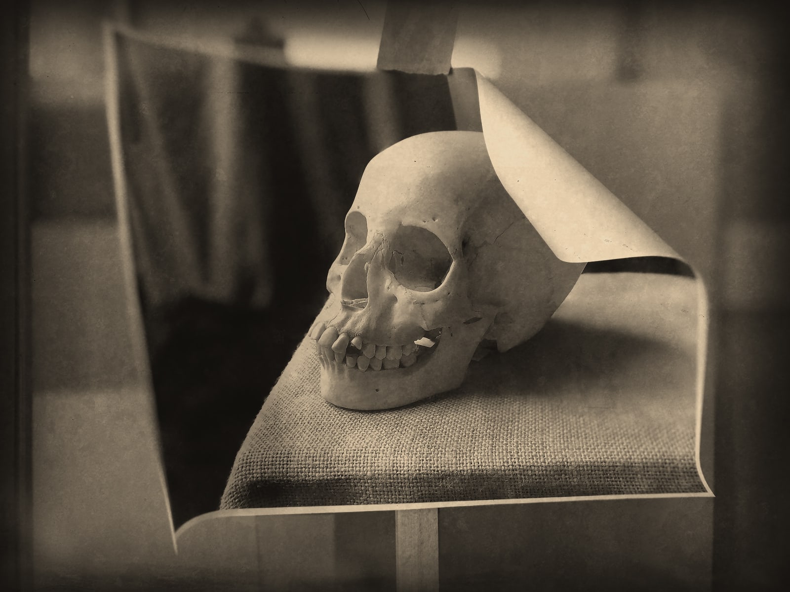 Vanitas 1219, 2019-2023