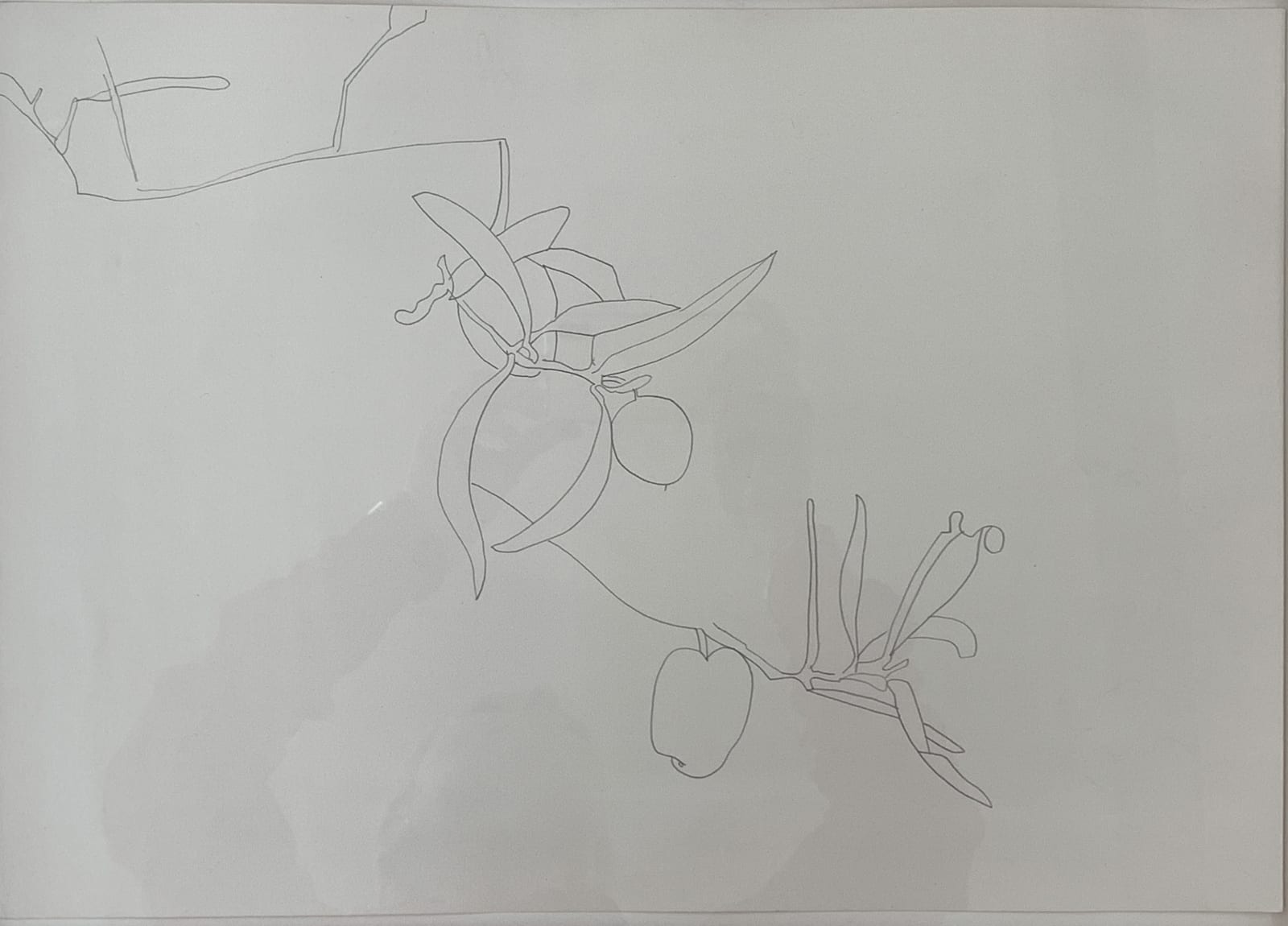 Bettie van Haaster, olijf, Griekenland, 2003