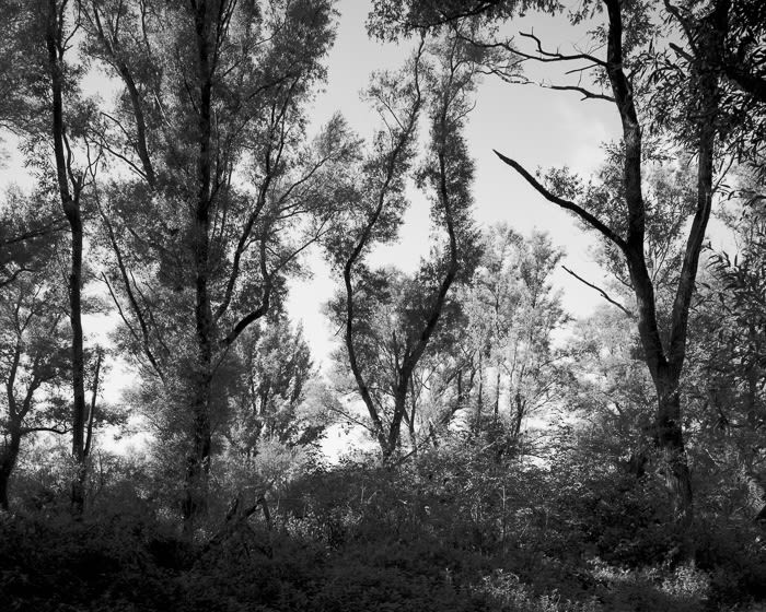 Misha de Ridder, Untitled II , 2011