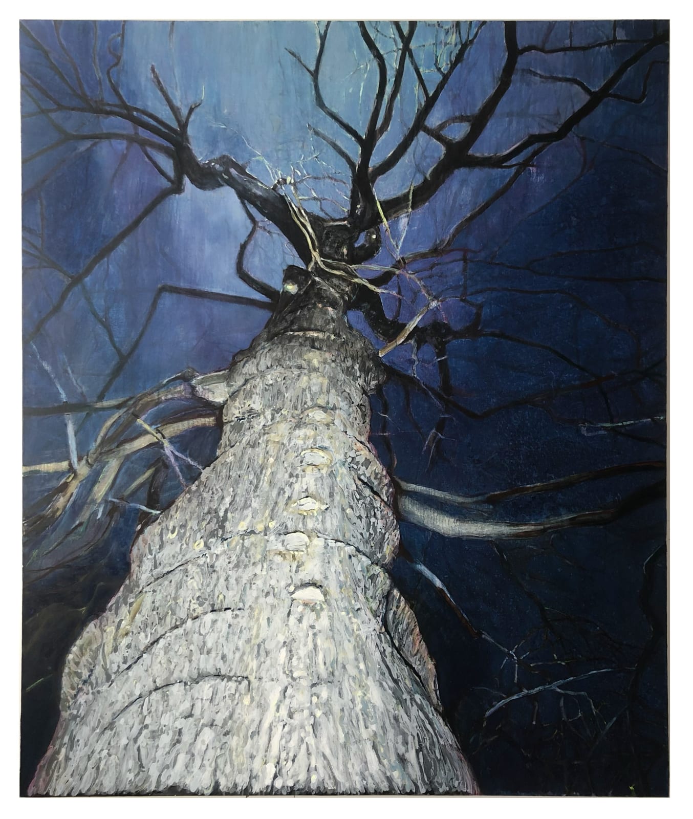 Arjan van Helmond, Tree #16 (blue oak), 2022
