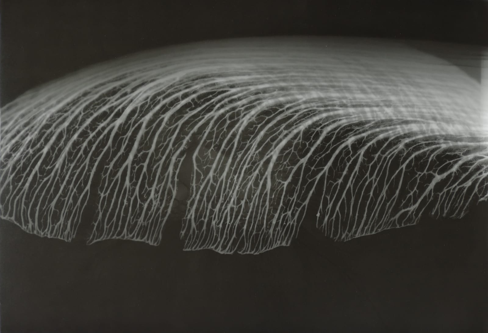 Arja Hop & Peter Svenson, Residuen project Amsterdam: Maple / Acer / Ottho Heldringstraat, 2016