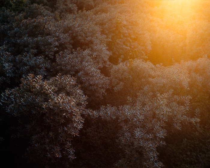 Misha de Ridder, Sallow Thorn , 2008