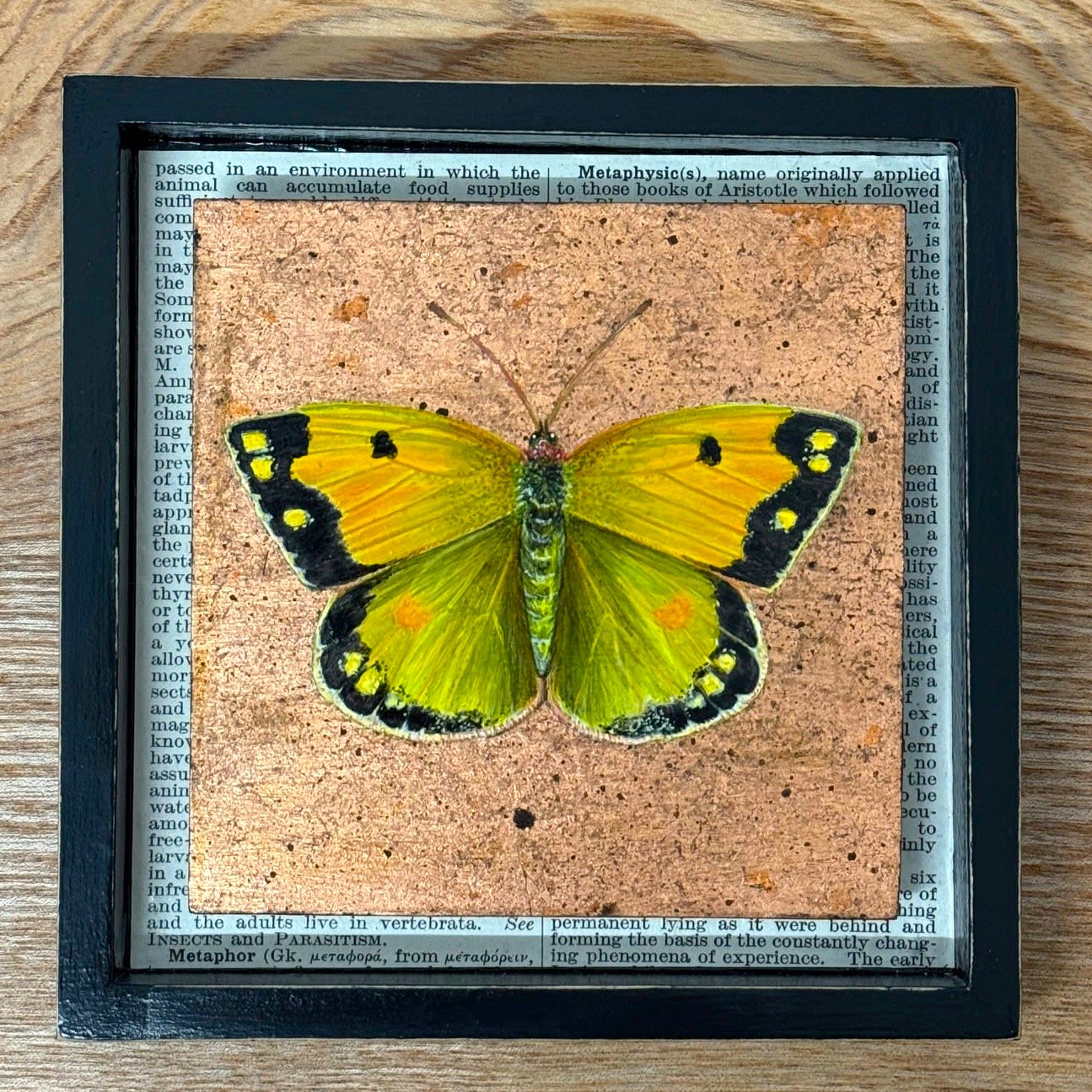 Doda Smith, Clouded Yellow