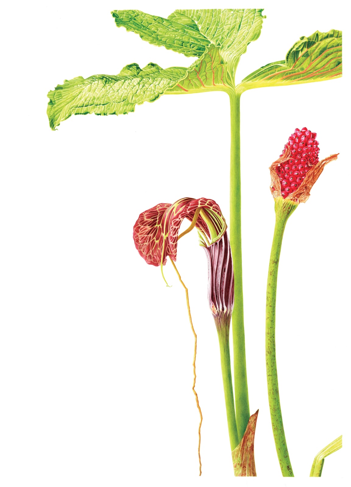 Marianne Hazlewood, Arisaema Griffithii
