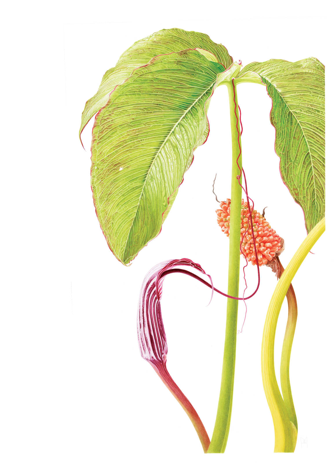 Marianne Hazlewood, Arisaema Costatum