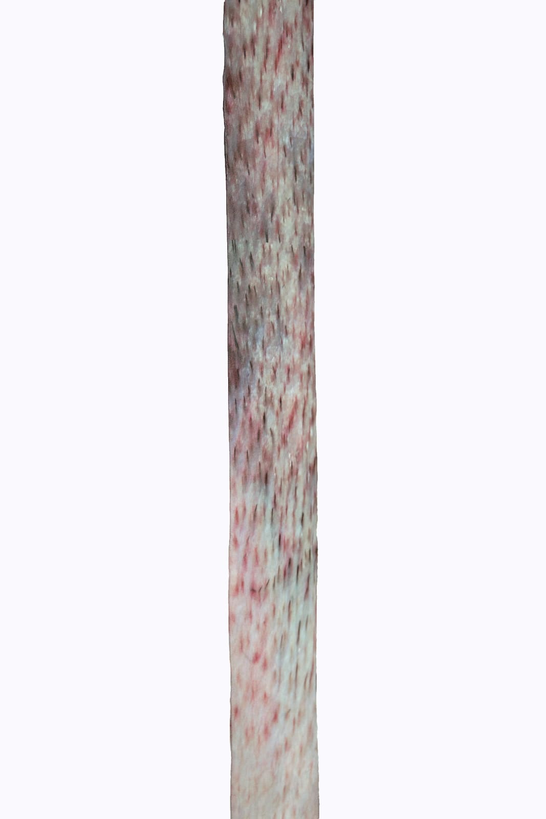 Iona Brown, Untitled (fabric)