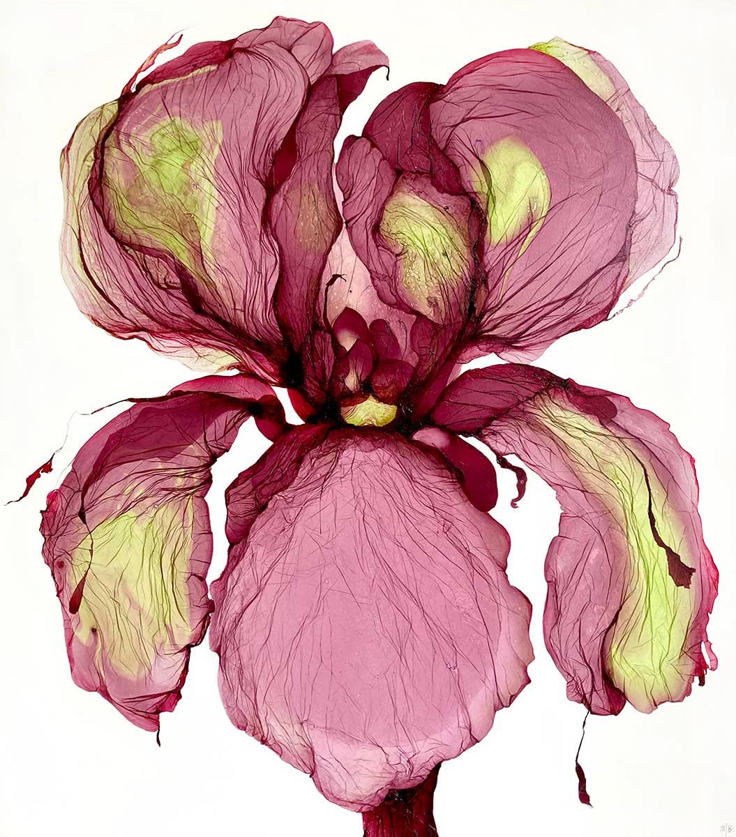 Marianna Bettini, Dark Iris, 2023 | Hicks Gallery