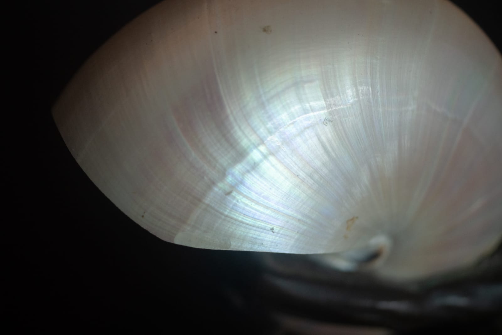 Gustav Gurschner,  Mermaid Shell Lamp,  c. 1904