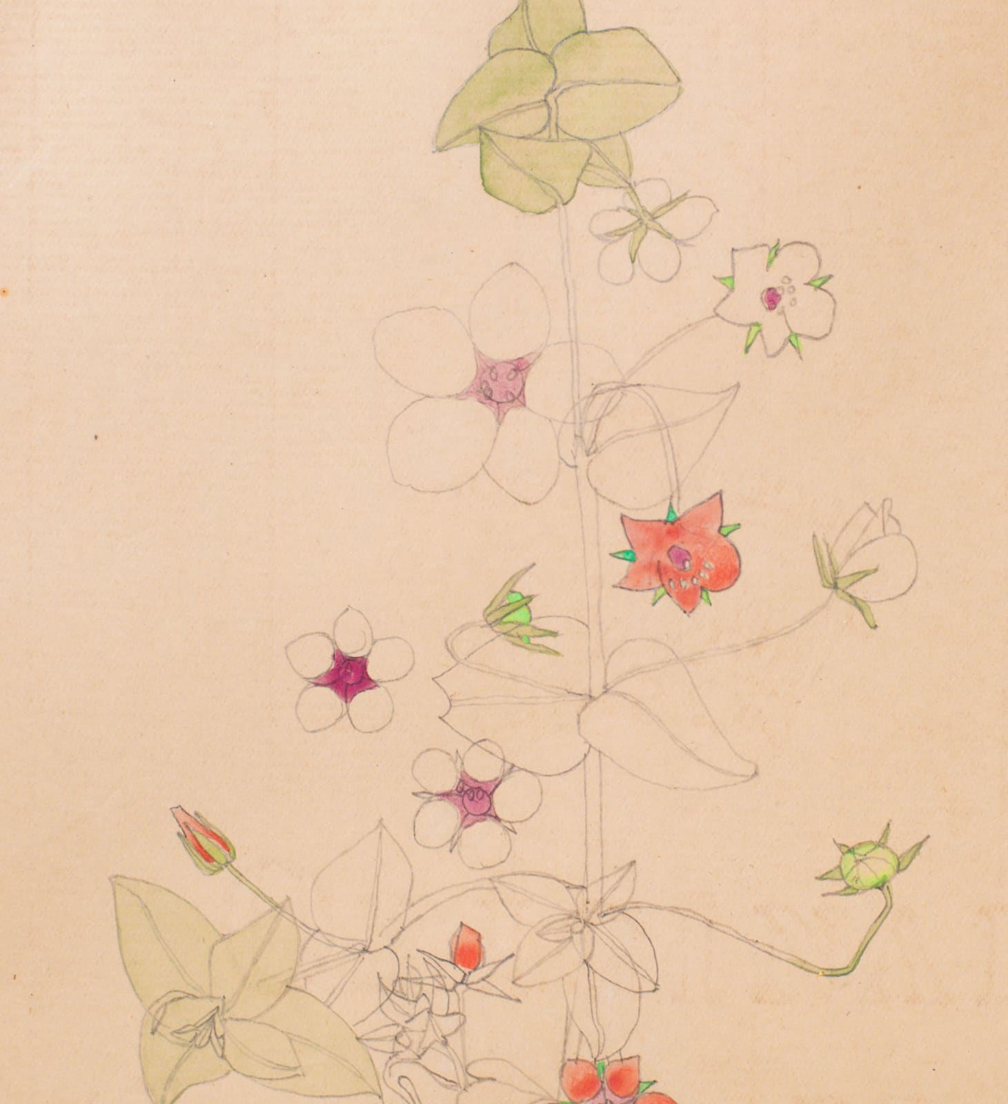 Charles Rennie Mackintosh, Pimpernel,  1901