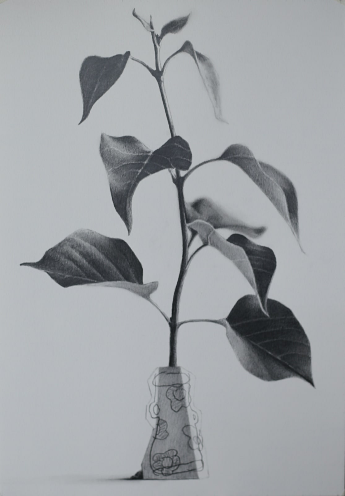 Donald Macdonald, Plant with Jug Study 2
