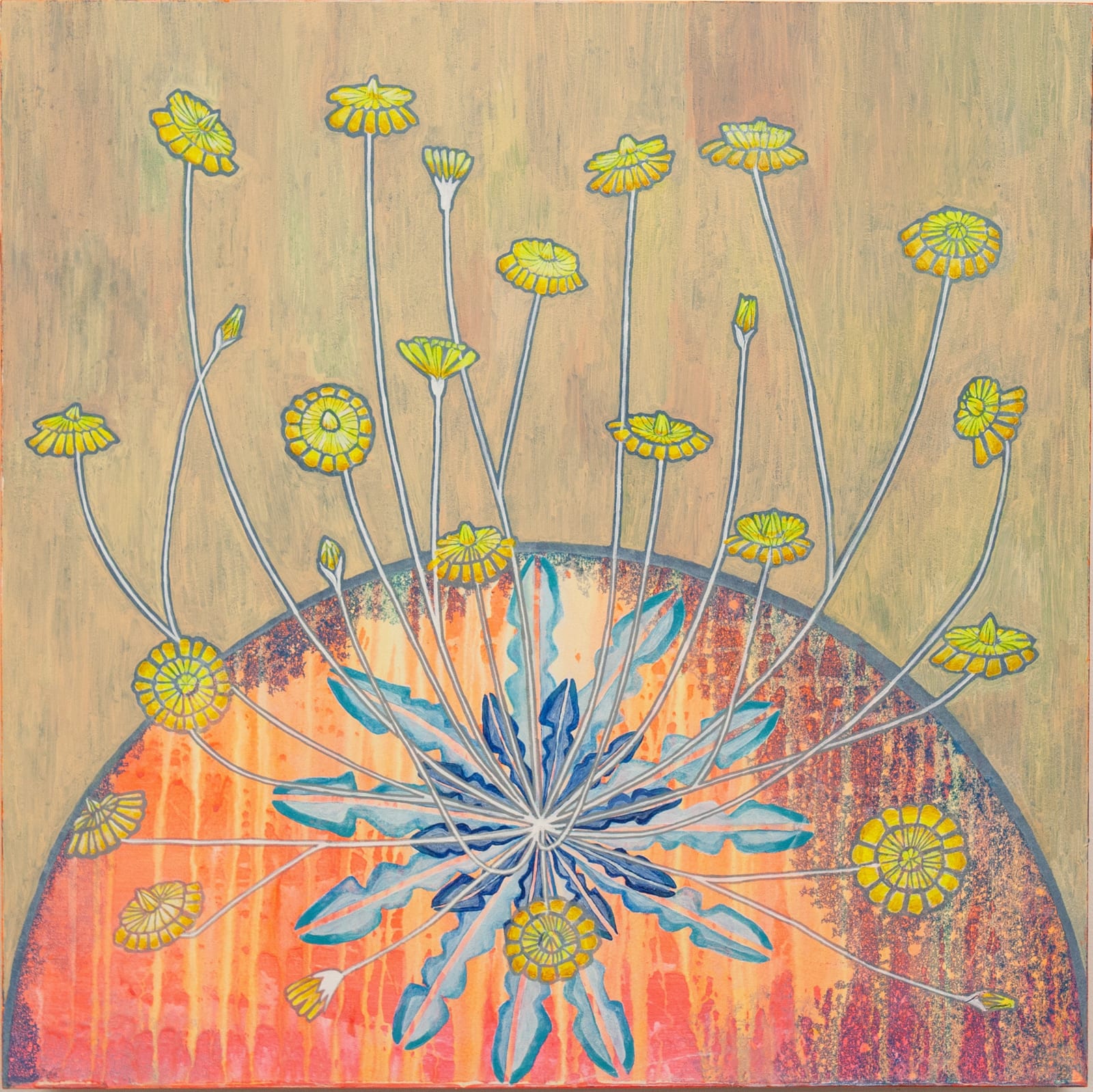 Kirsty Lorenz, Hypochaeris radicata (Cat's ear), Ardnamurchan