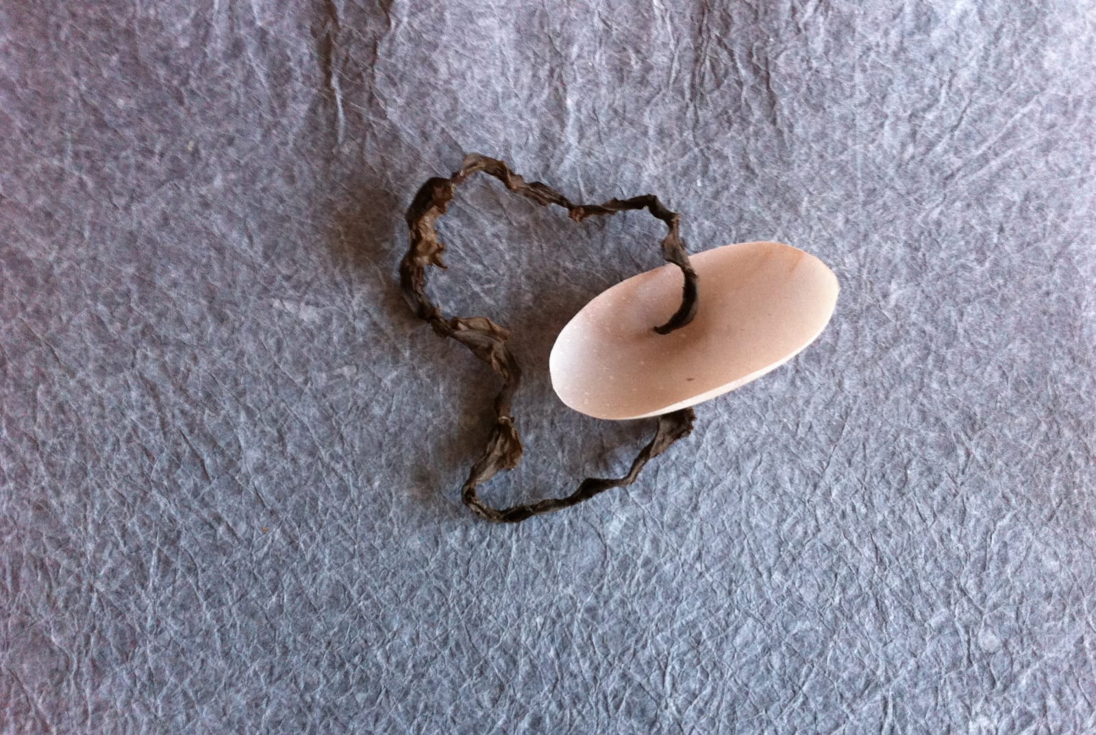 Jacki Parry, Tender Bodies