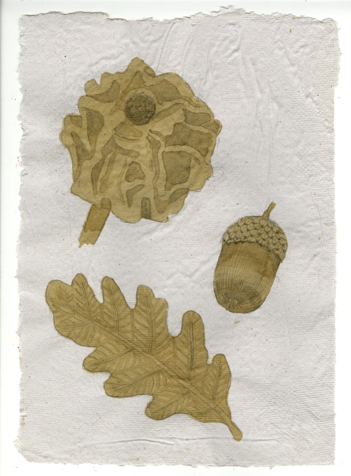 Kirsty MacDonald, Knopper Gall (Andricus Quercuscalicis)