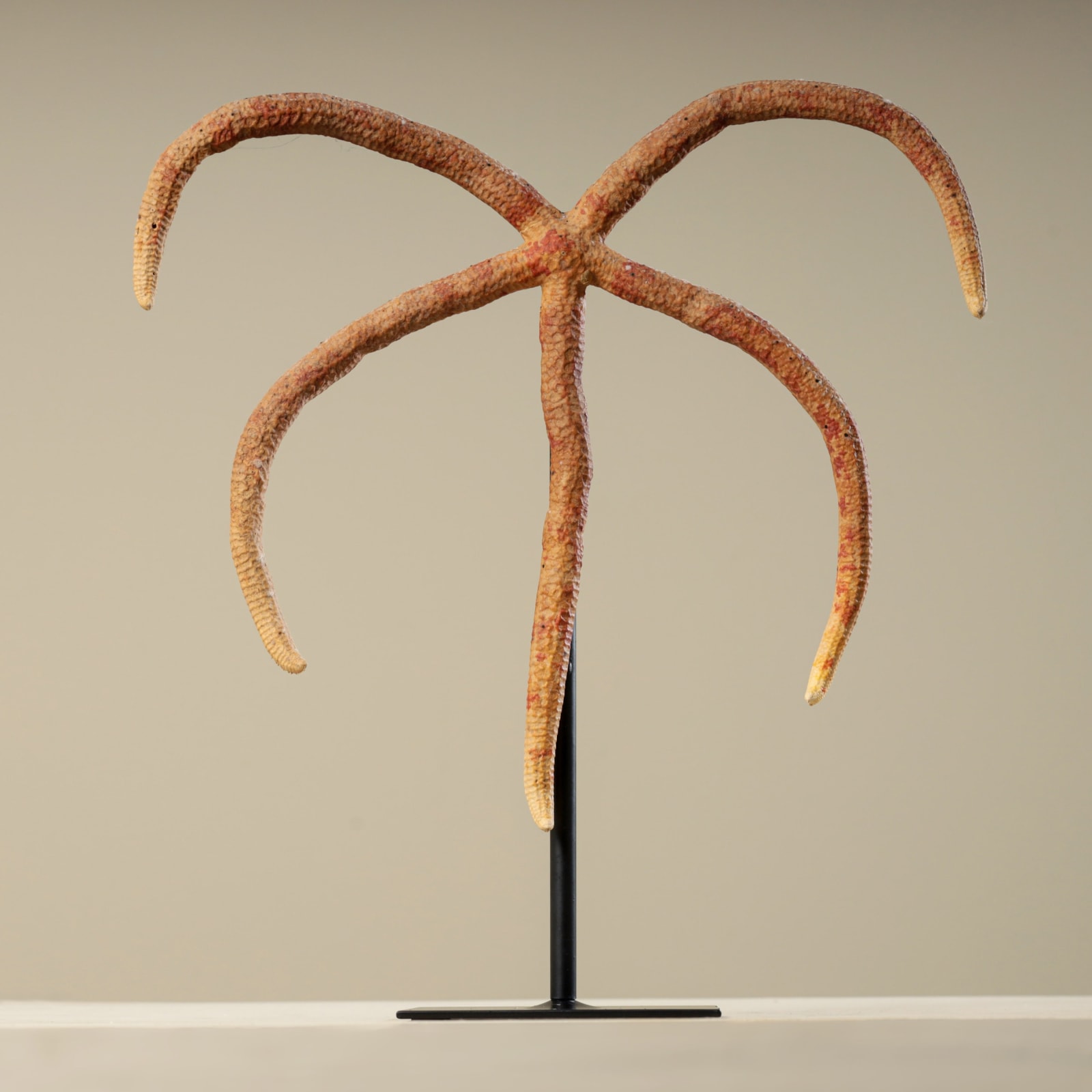 STARFISH