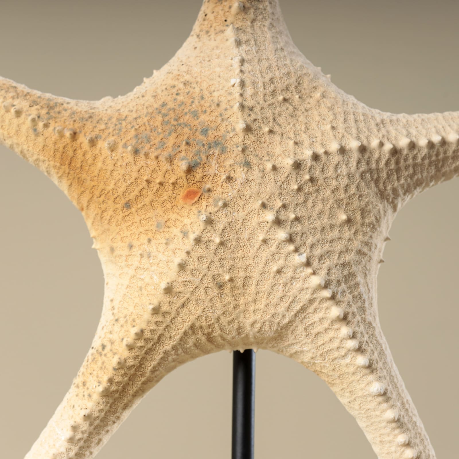 STARFISH