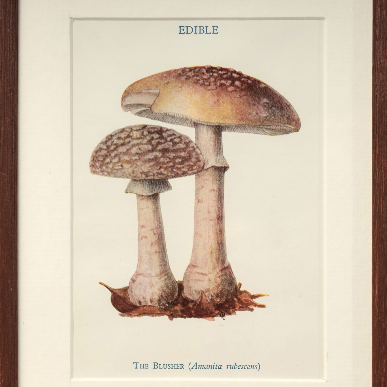 FUNGI