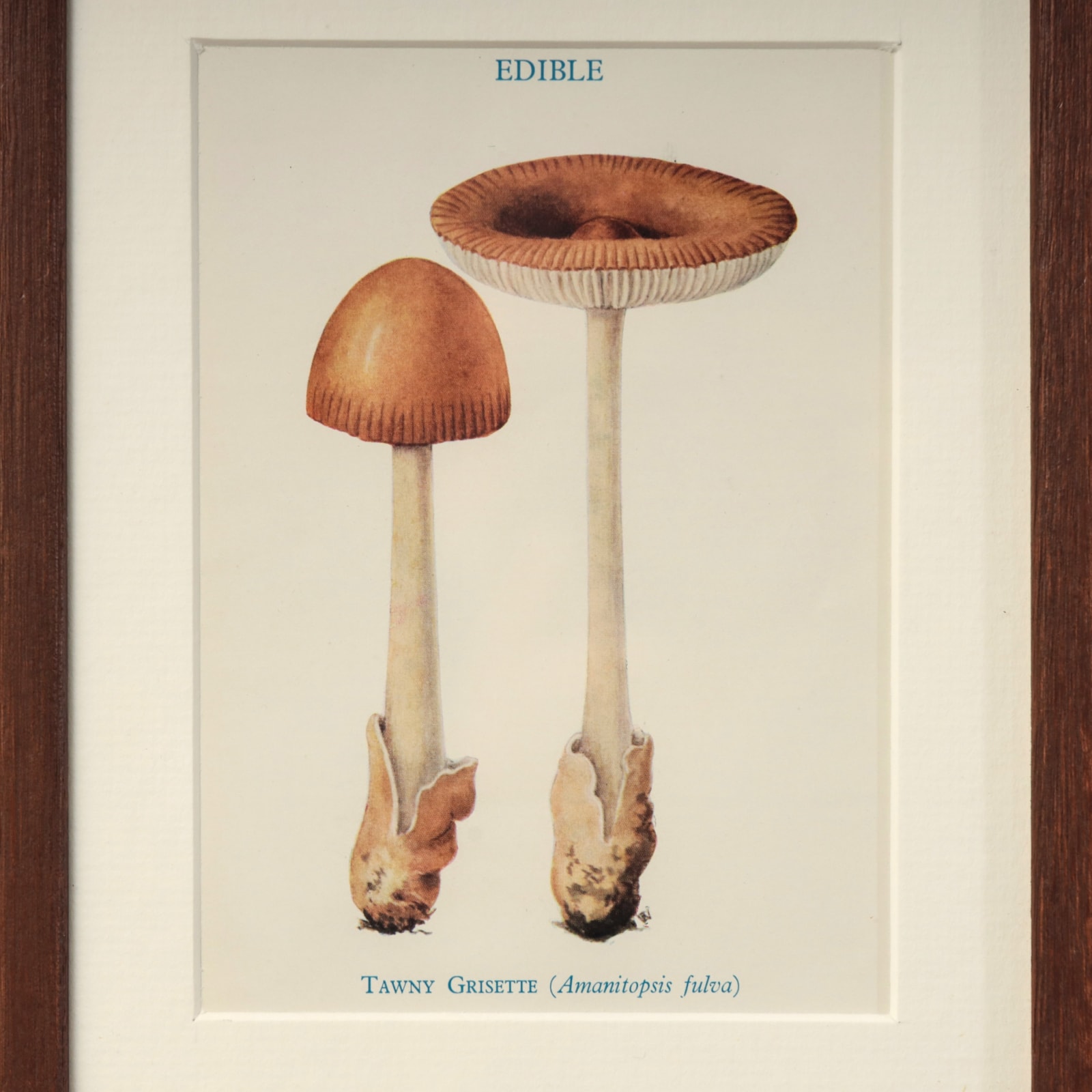 FUNGI