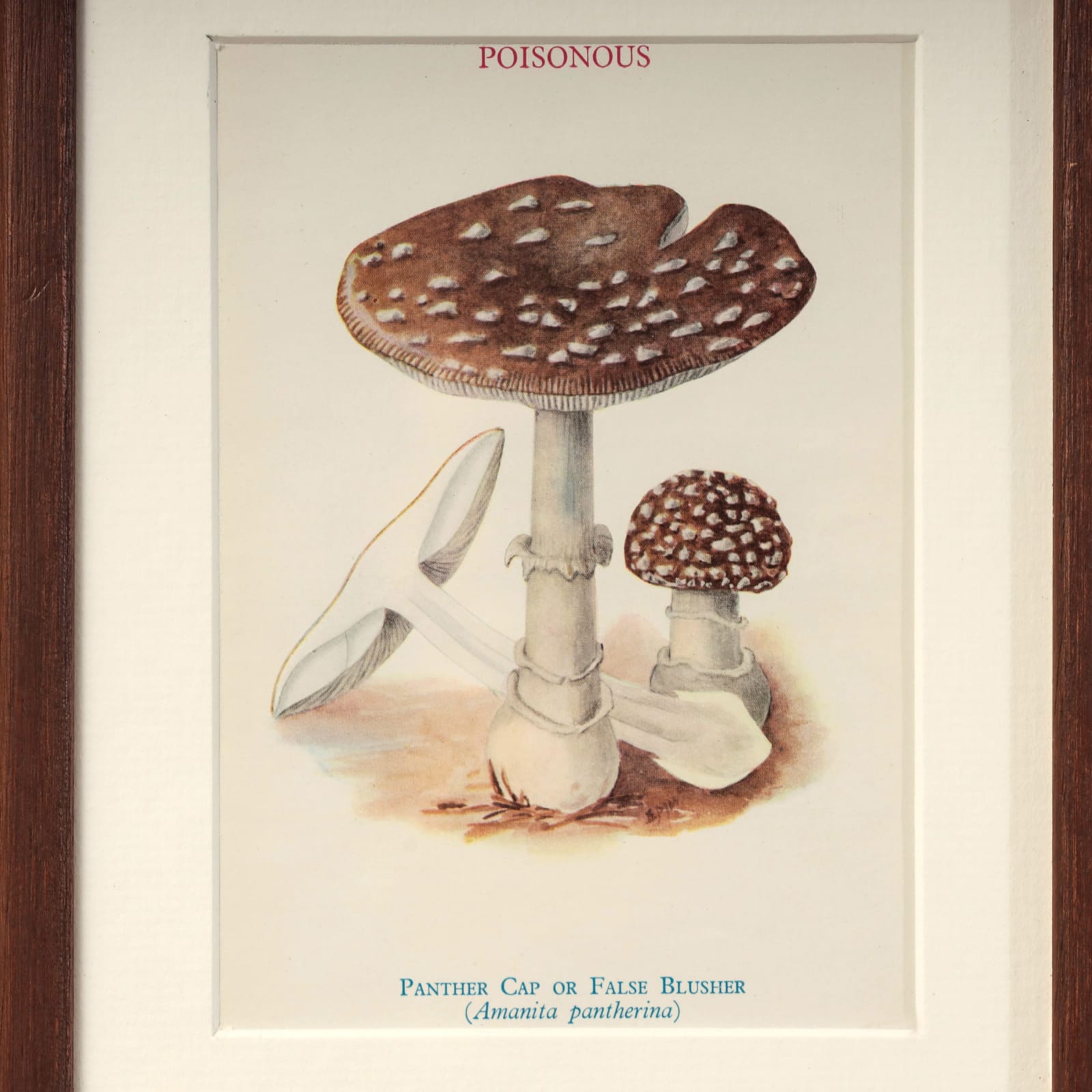 FUNGI