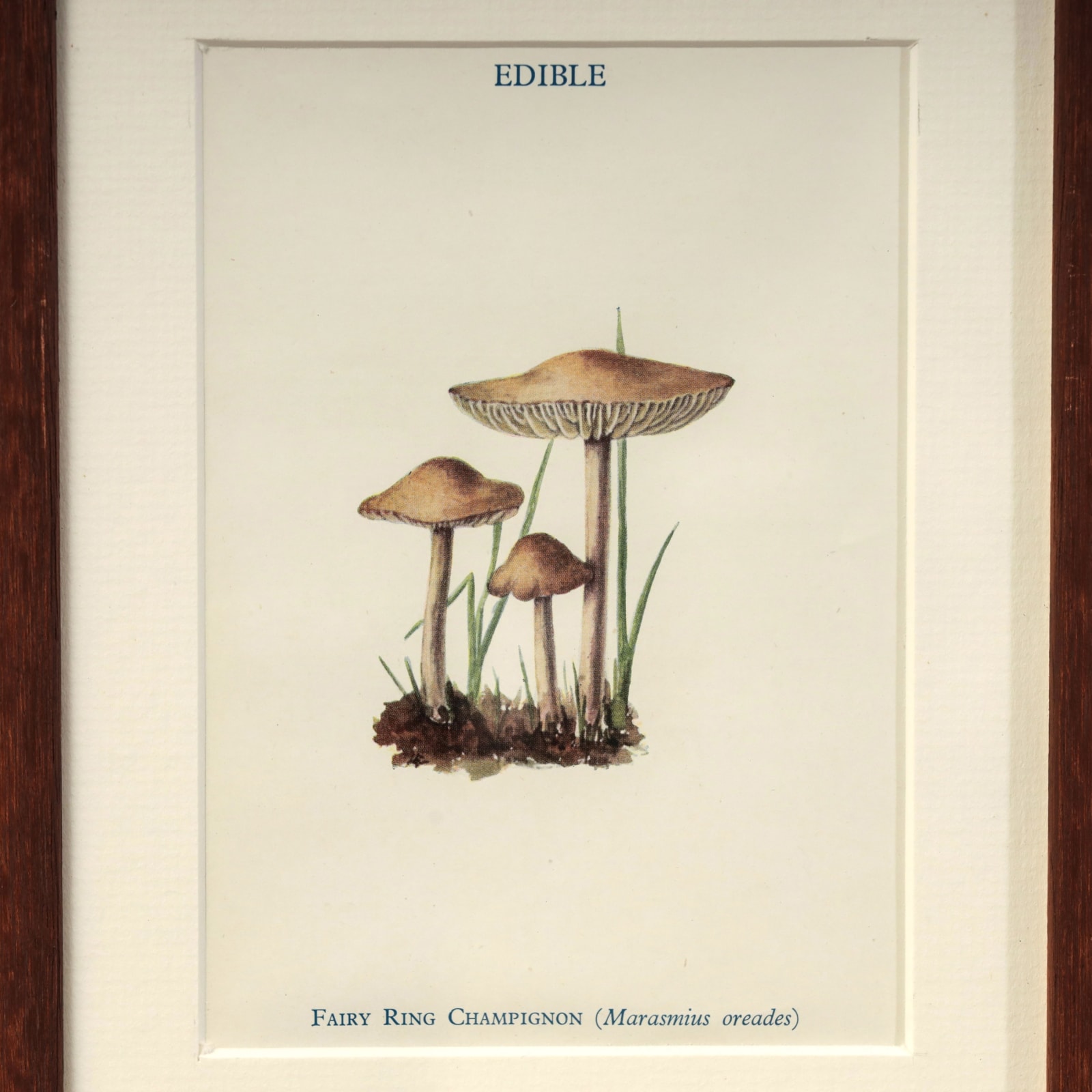 FUNGI