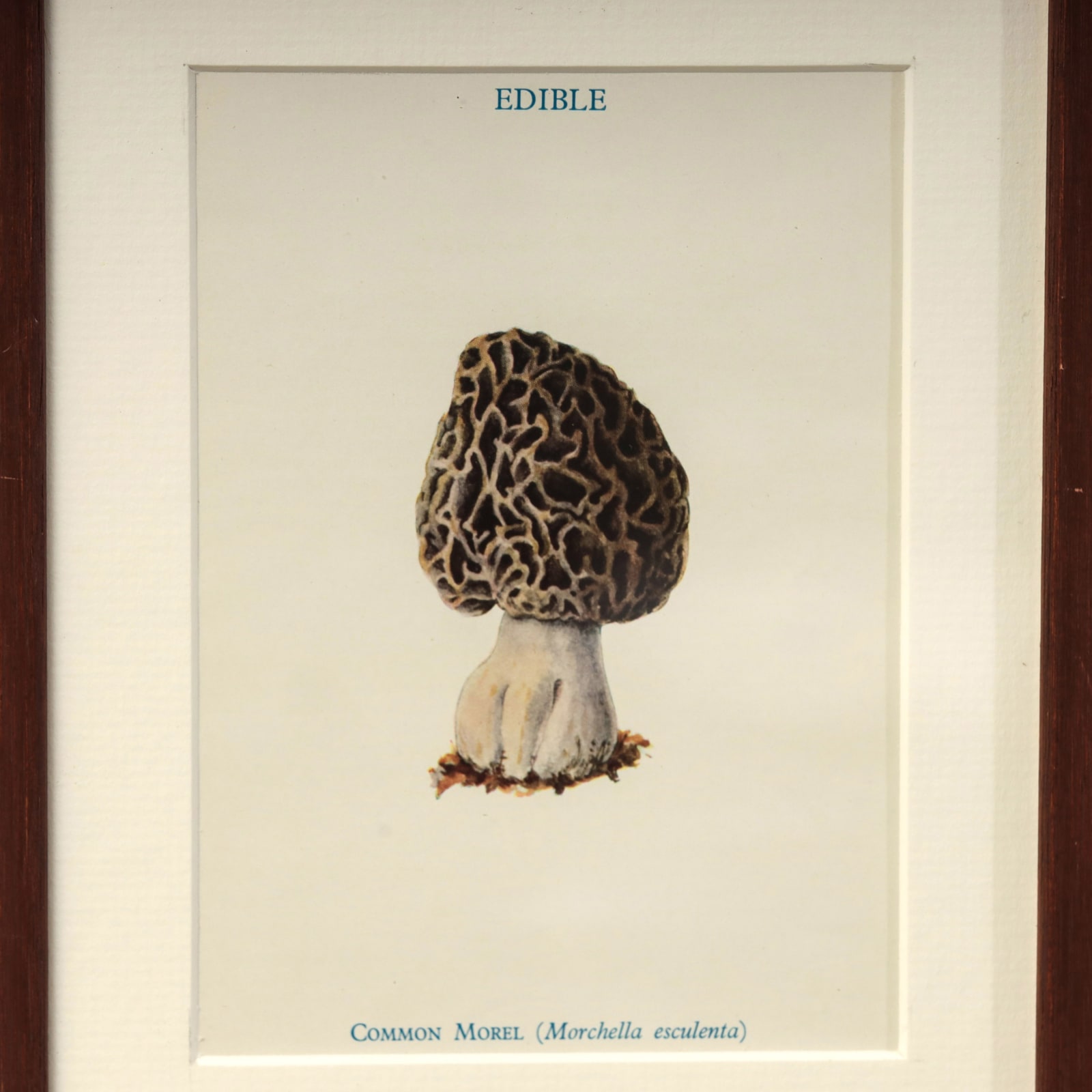 FUNGI