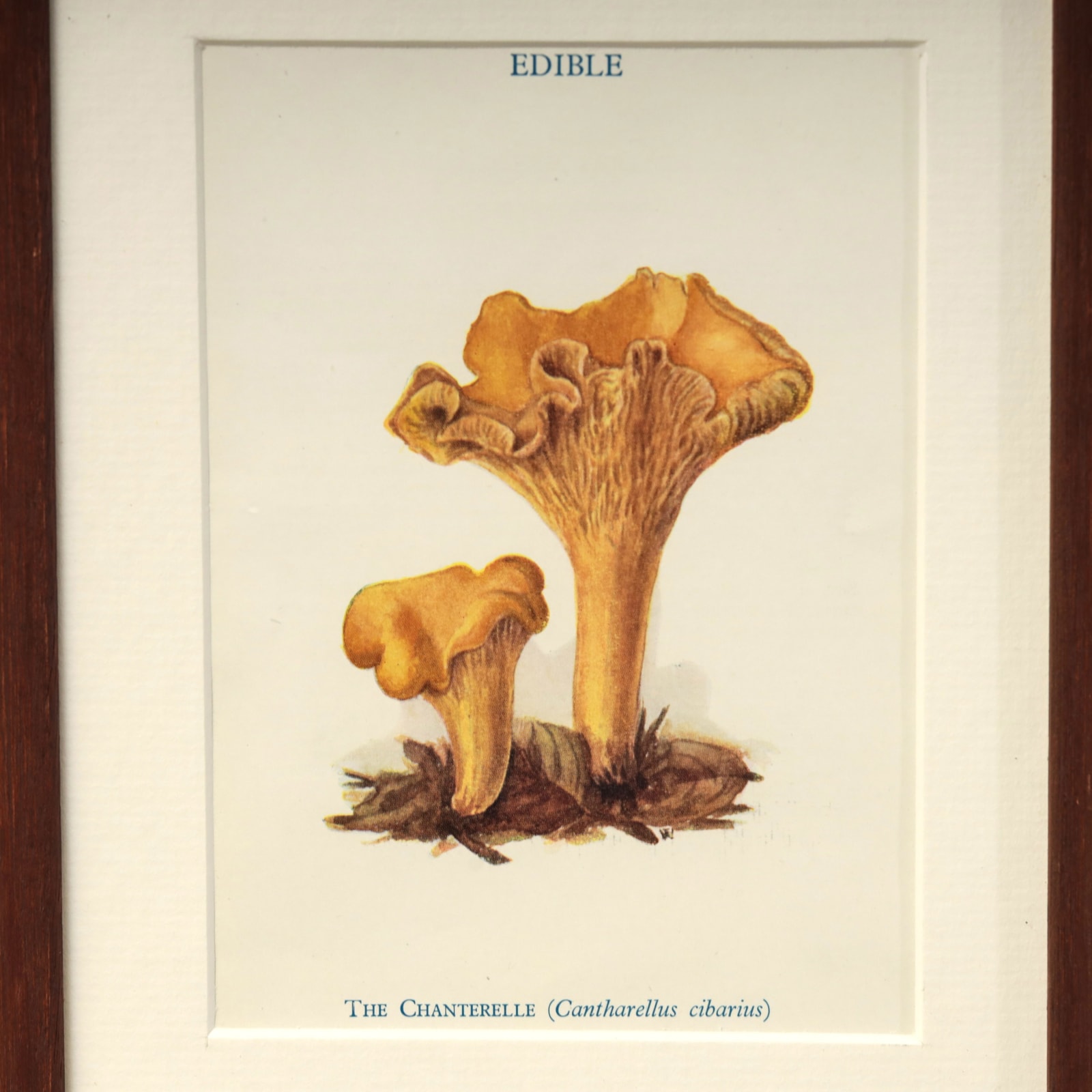 FUNGI