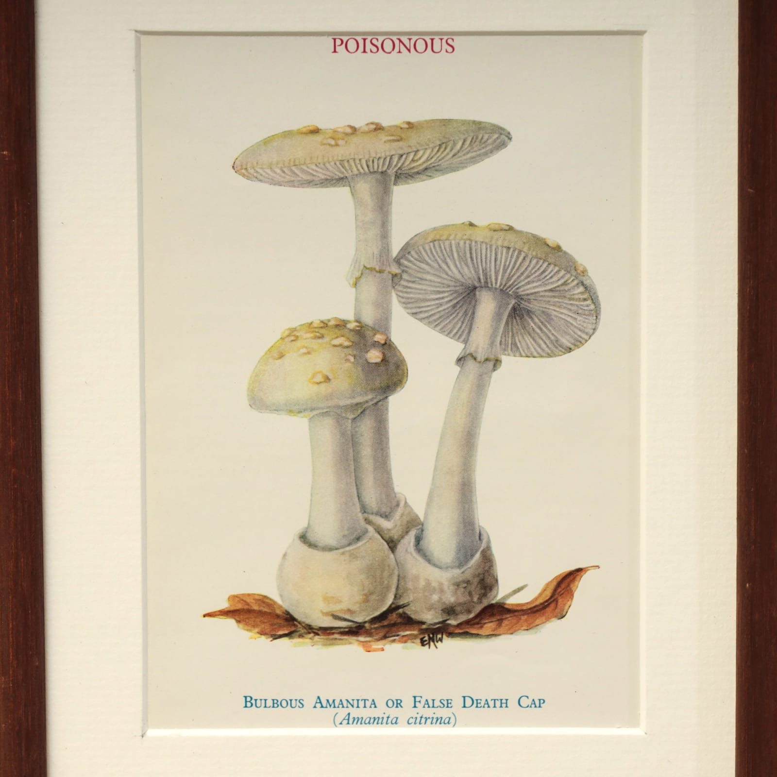 FUNGI