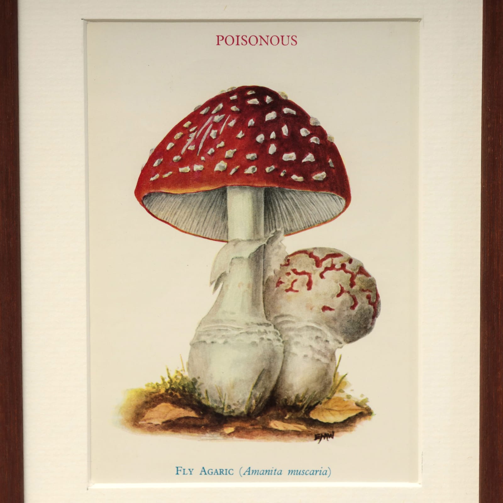 FUNGI