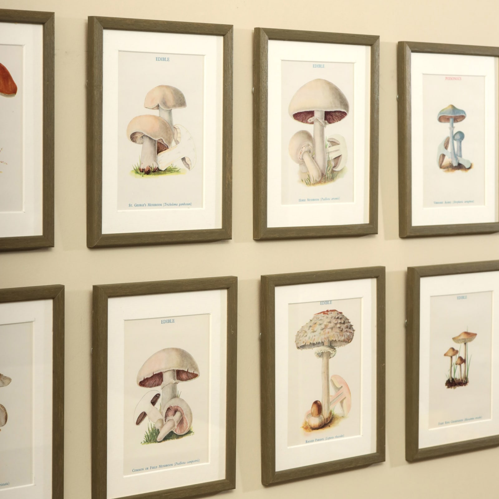 MUSHROOMS