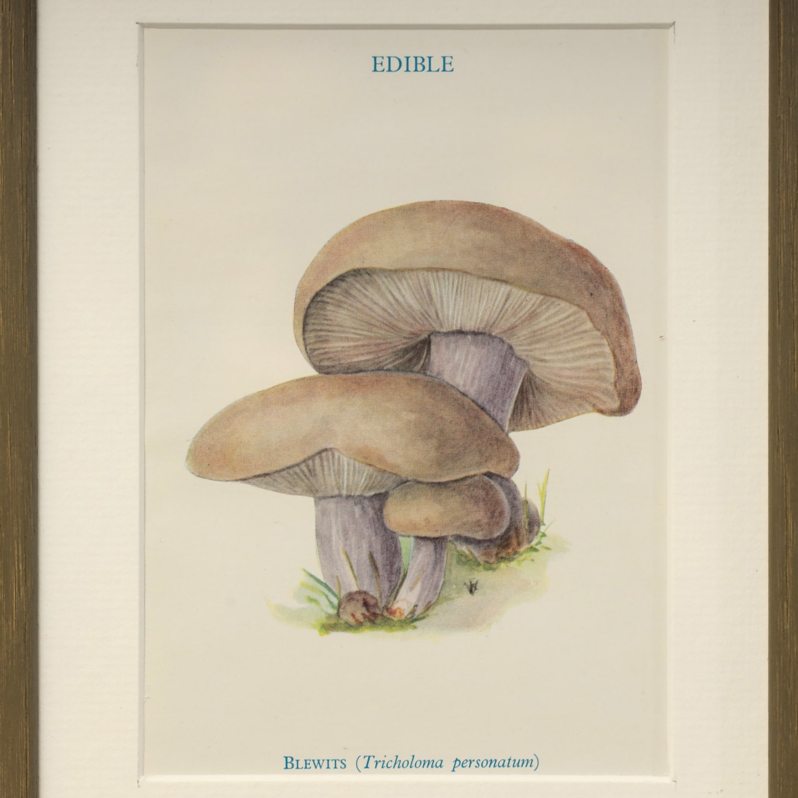 MUSHROOMS