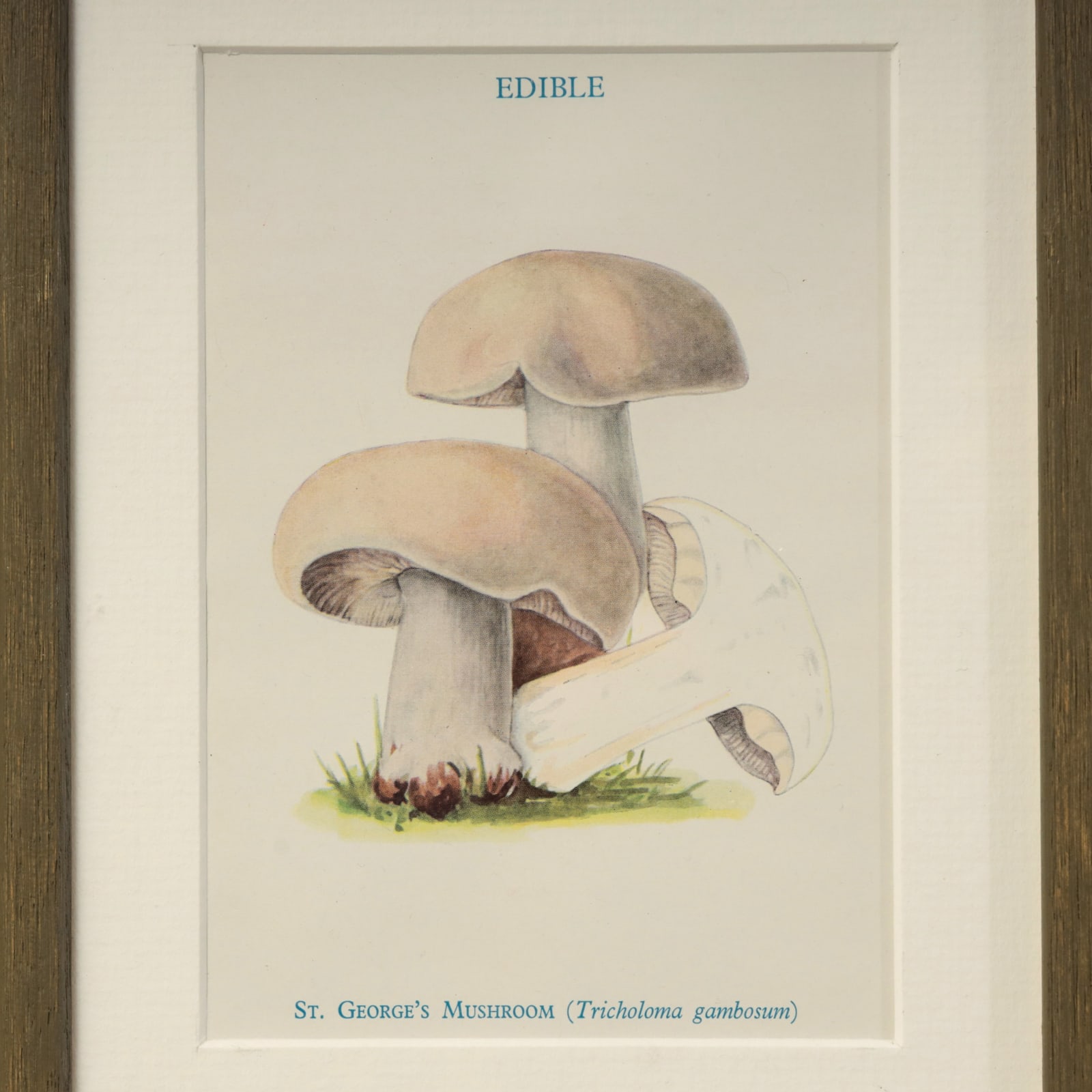 MUSHROOMS