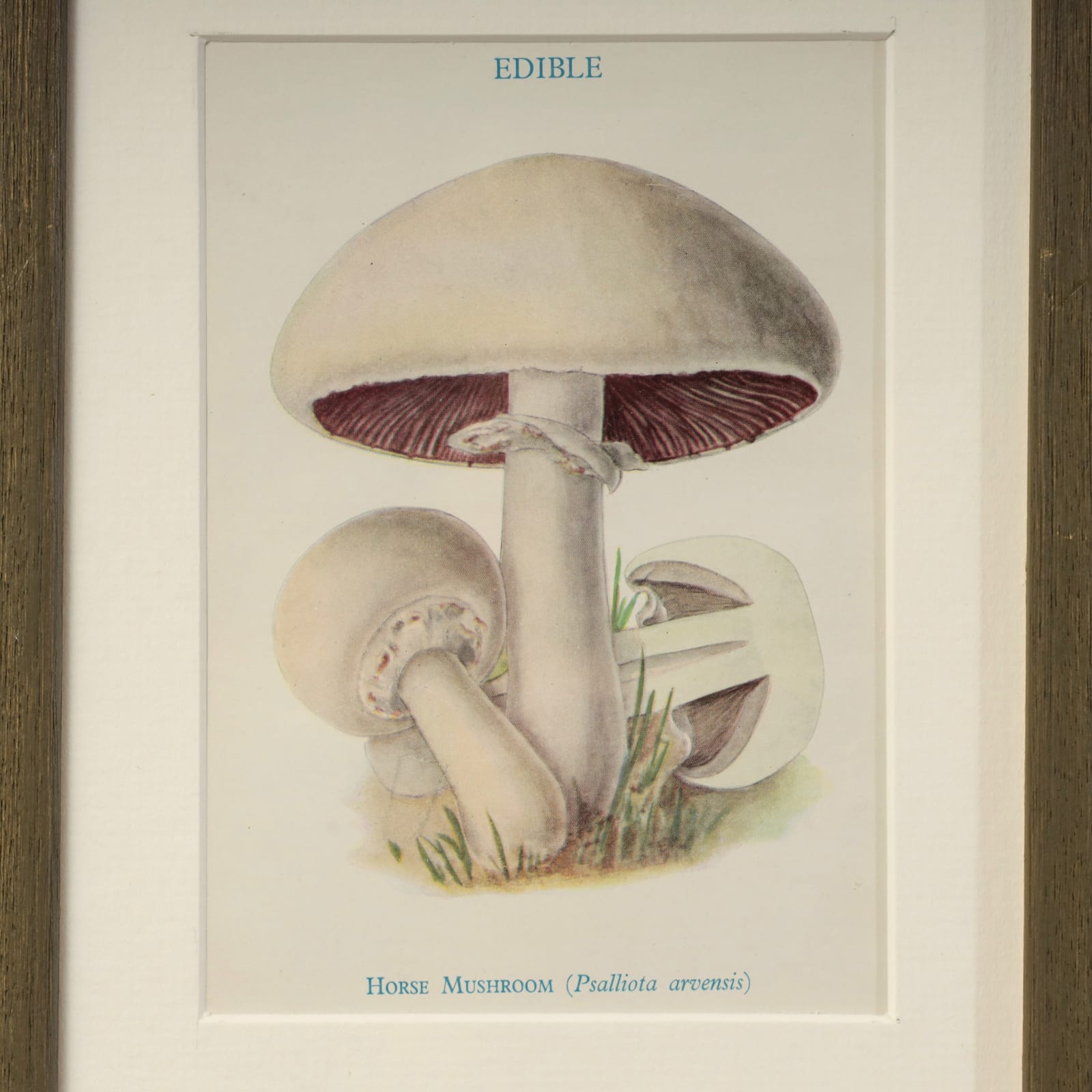 MUSHROOMS