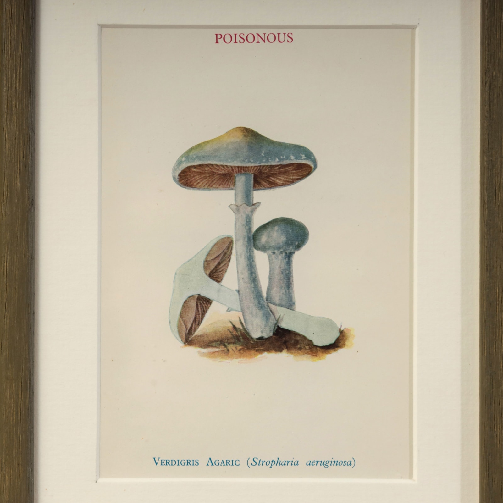 MUSHROOMS