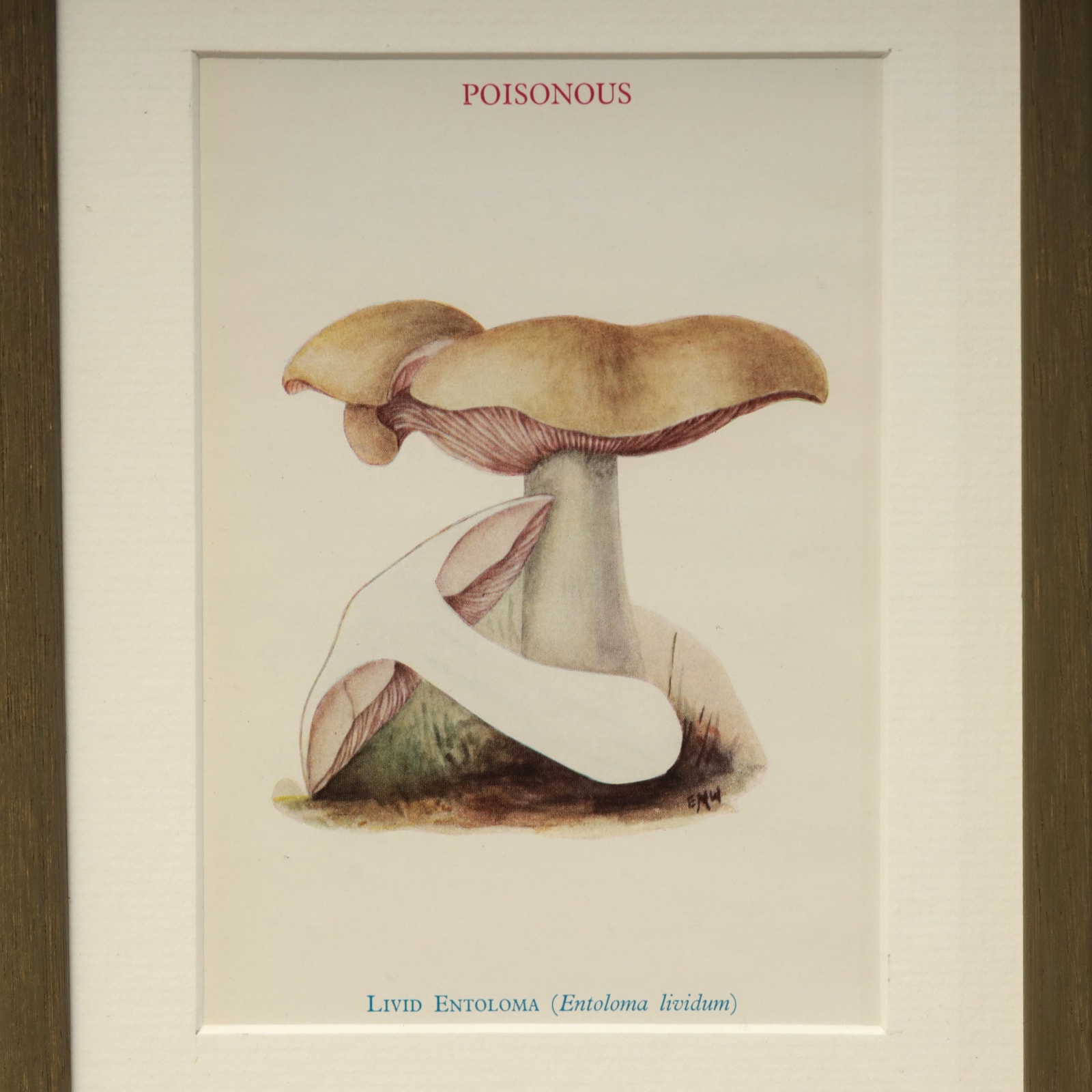 MUSHROOMS