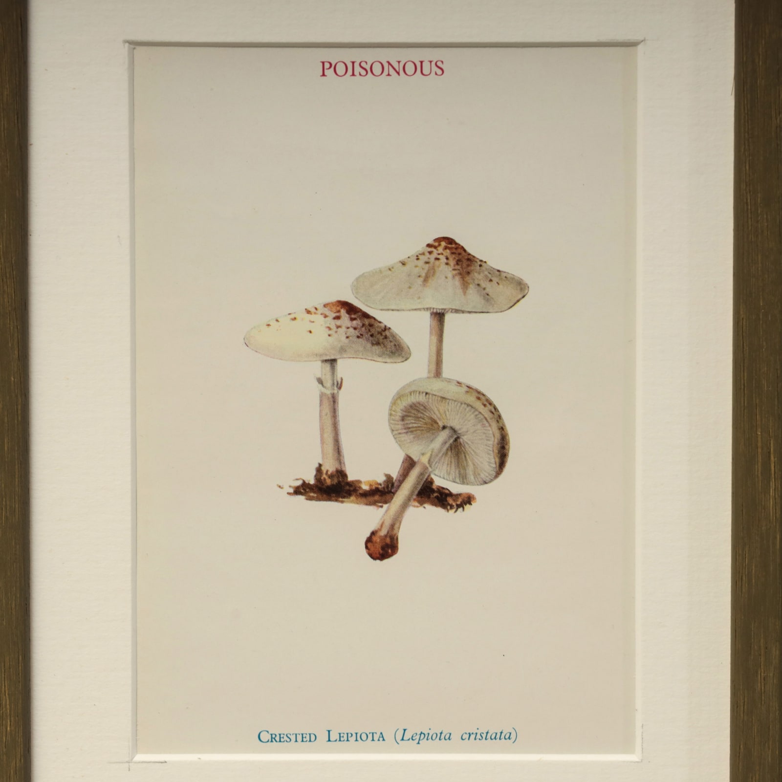 MUSHROOMS