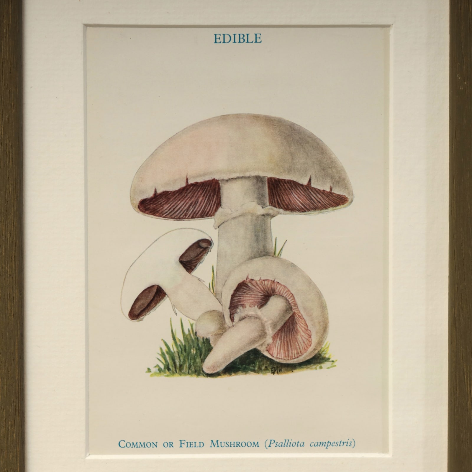 MUSHROOMS