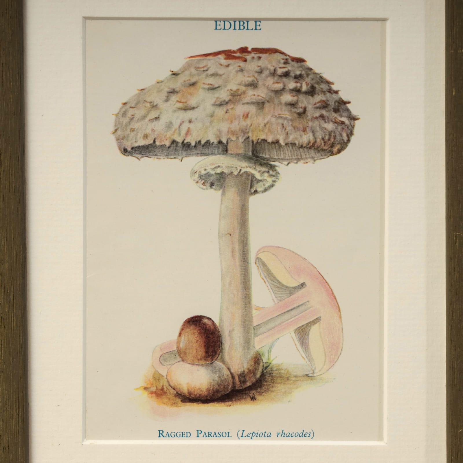MUSHROOMS